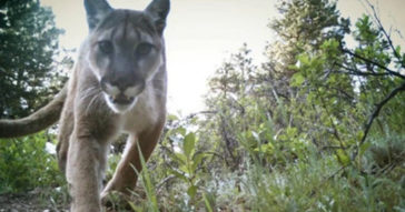 Runner Choked A Cougar To Death After Being Mauled, Then Hiked To Hospital