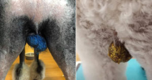 So, Some Pet Owners Put Glitter On Their Dogs' Balls
