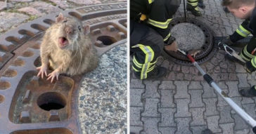 Chubby Rat Is So Fat It Got Stuck In Sewer Gate, Had To Be Rescued