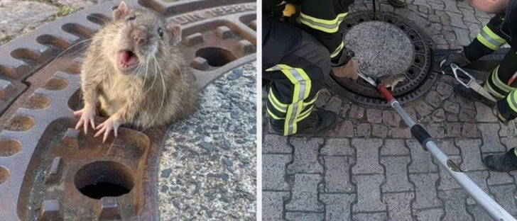 Chubby Rat Is So Fat It Got Stuck In Sewer Gate, Had To Be Rescued