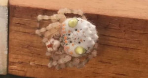 An Alien Sushi Spider Was Found In Australia