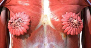 People Are Amazed By Anatomical Model Of Milk Ducts