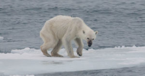 Humans Are Driving 1 Million Species To Extinction, UN Reported