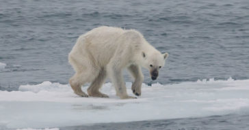 Humans Are Driving 1 Million Species To Extinction, UN Reported