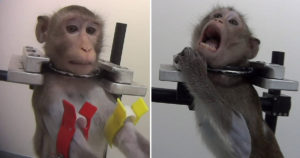 Strapped Animals Were Secretly Filmed Screaming In Pain During Test In German Lab