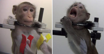 Strapped Animals Were Secretly Filmed Screaming In Pain During Test In German Lab
