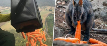 Planes Drop Thousands Of Kilograms Of Carrots And Potatoes For Starving Animals