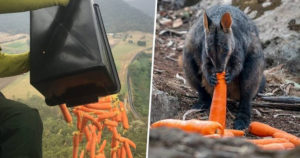 Planes Drop Thousands Of Kilograms Of Carrots And Potatoes For Starving Animals